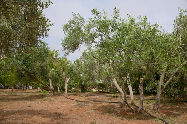 Myrtiana Villa Protaras Esterno foto
